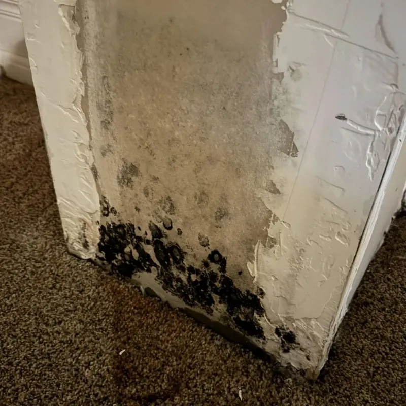 Professional Mold Removal in Colleyville, TX